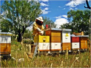 Radovi_u_pčelinjaku