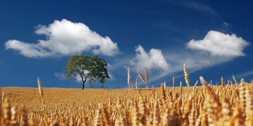 field-192179_1280-1068×606