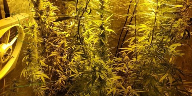Marihuana 18.01.2019.