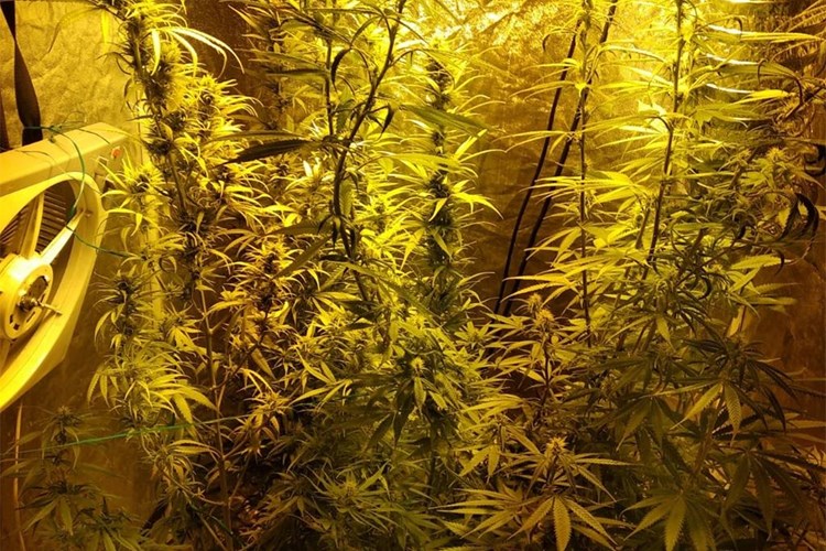 Marihuana 18.01.2019.