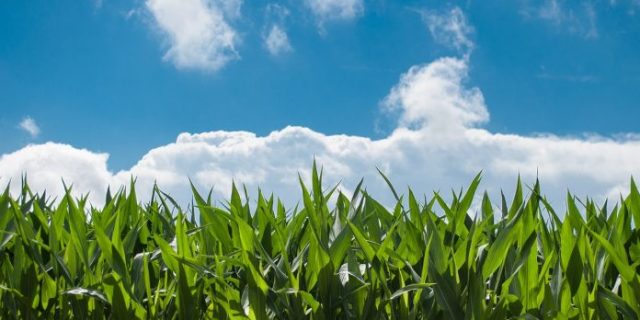 corn-field-440338_1280-696×462