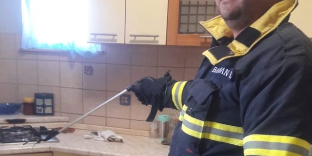 zmija