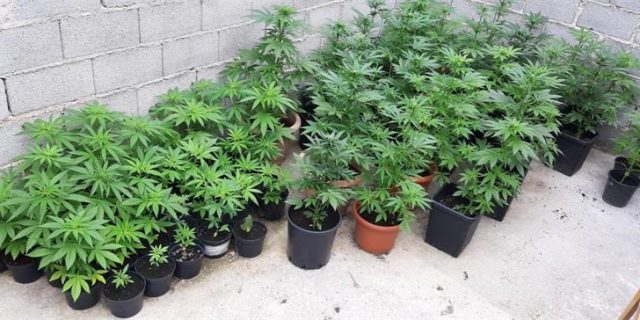 marihuana 09062020