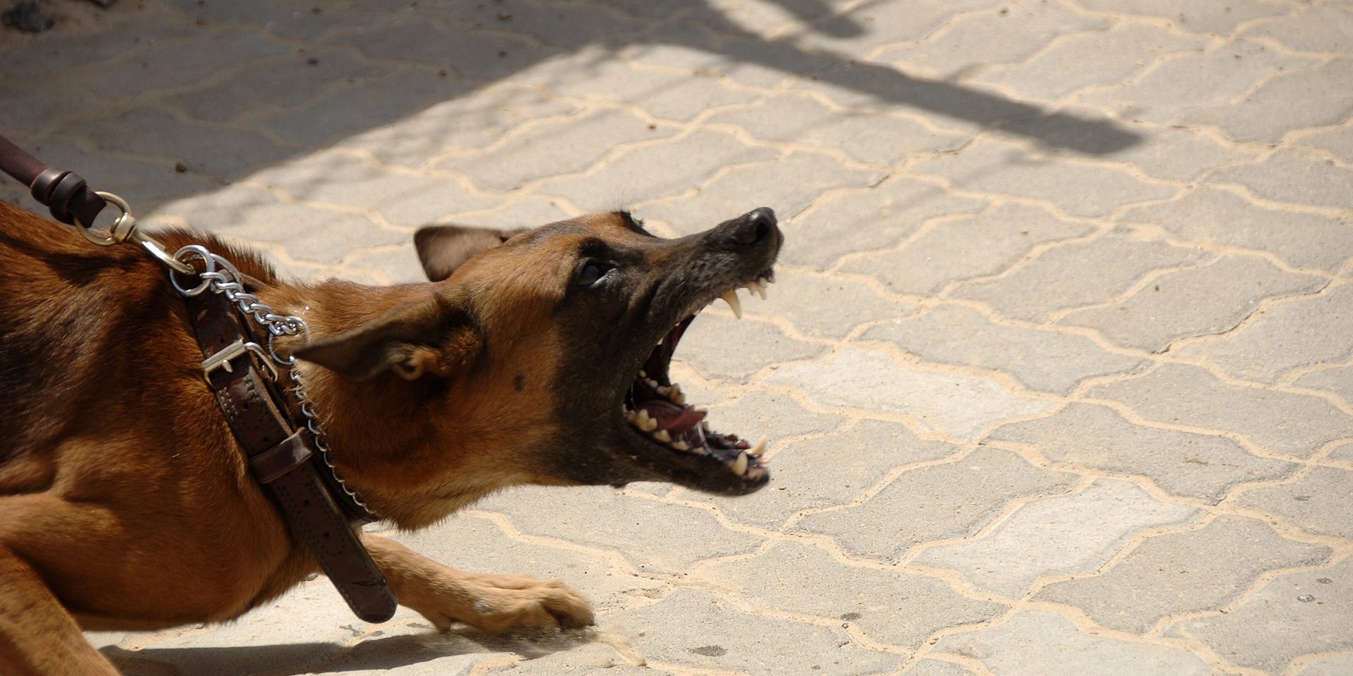 dog-900215_1920