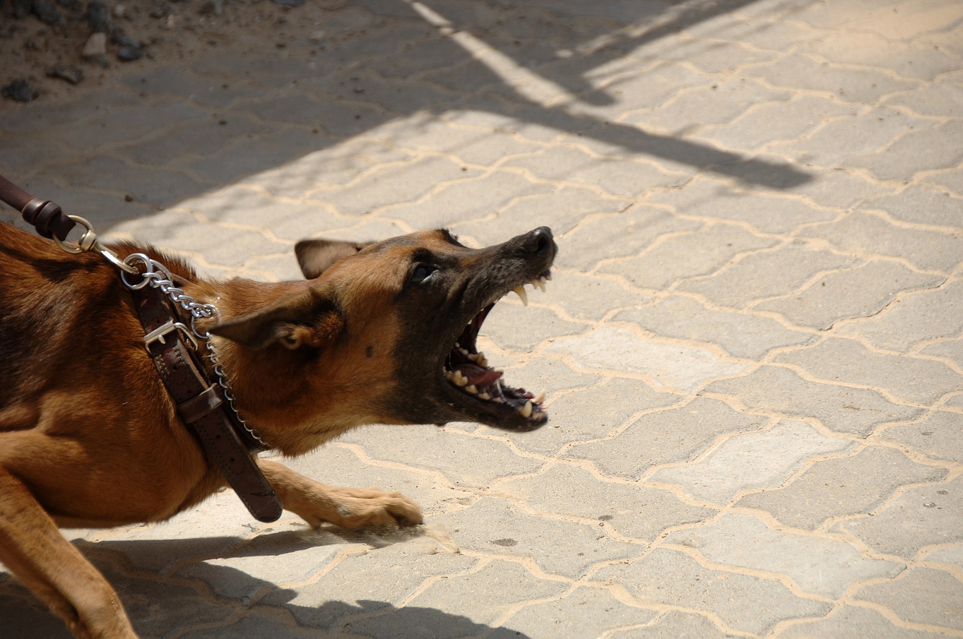 dog-900215_1920