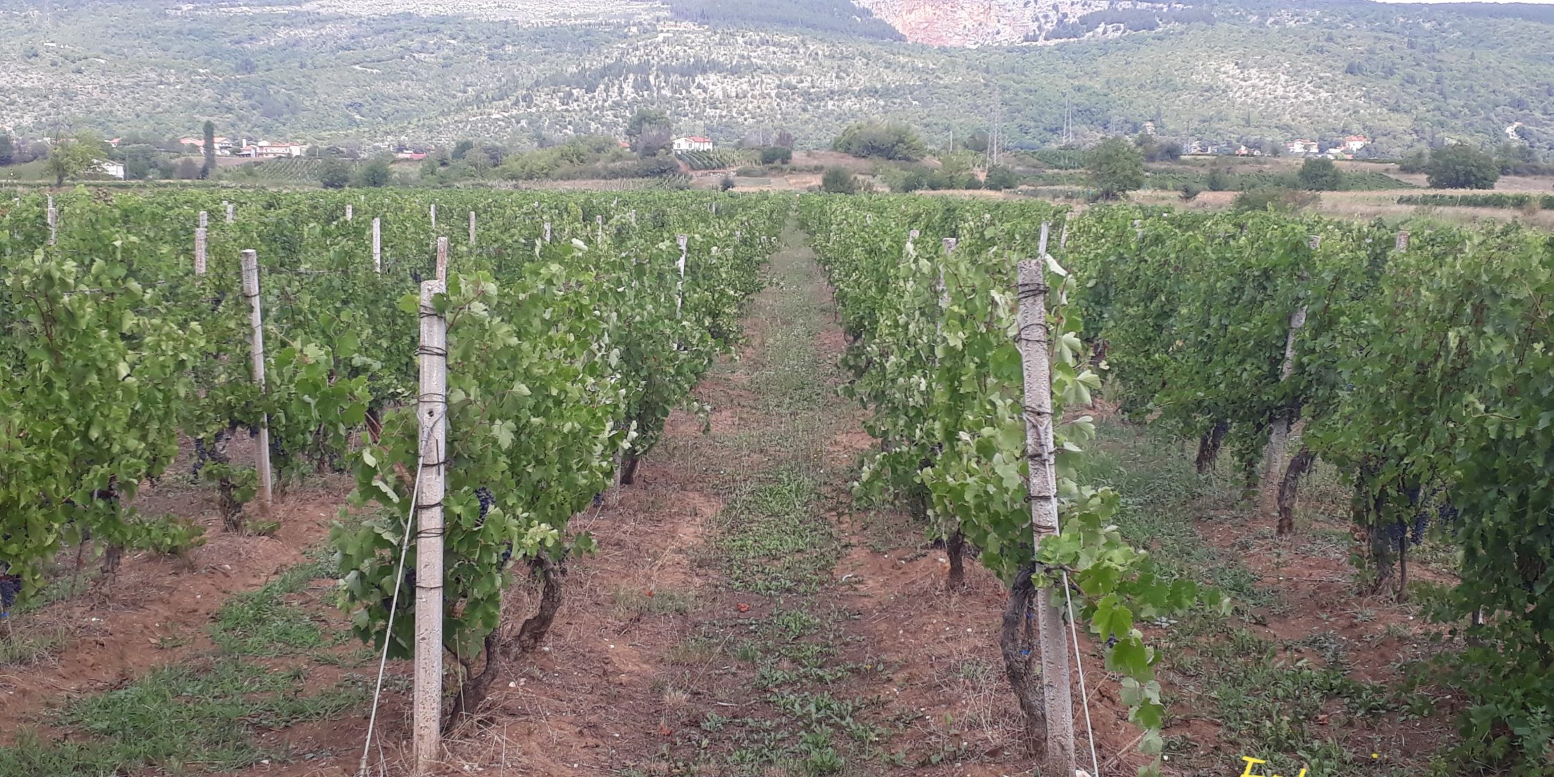 Imotski vinogradi 2020