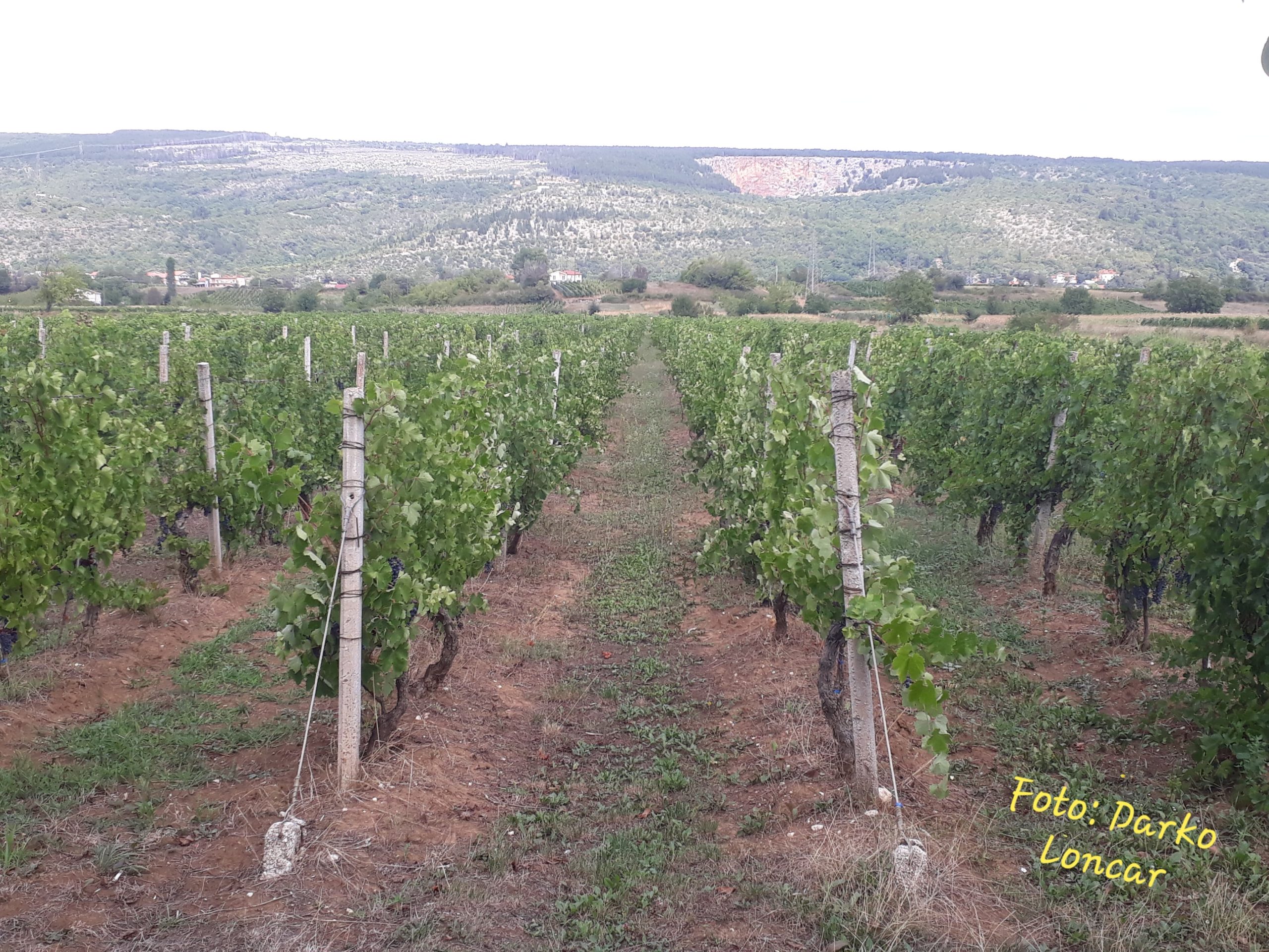 Imotski vinogradi 2020