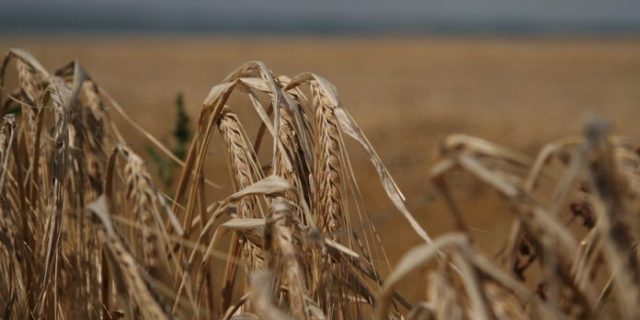 feld-2422558_1280-696×382