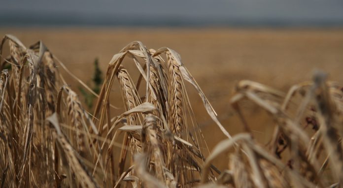 feld-2422558_1280-696×382