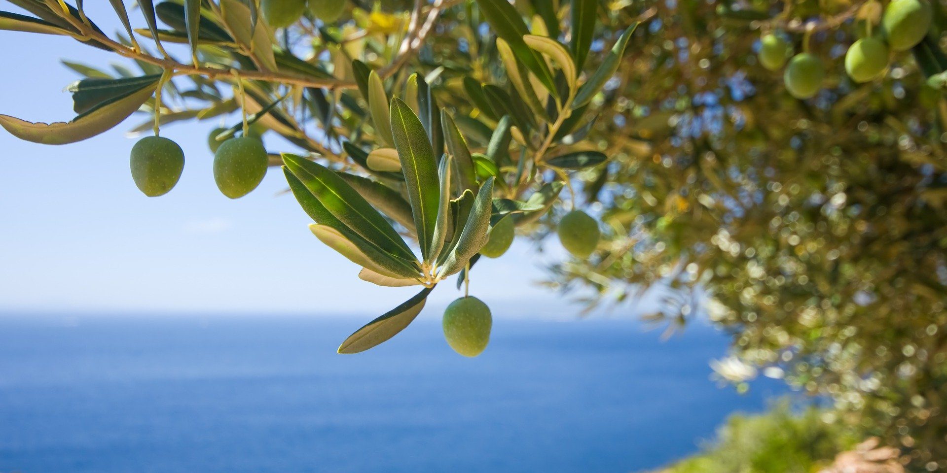 tree-1754051_1920