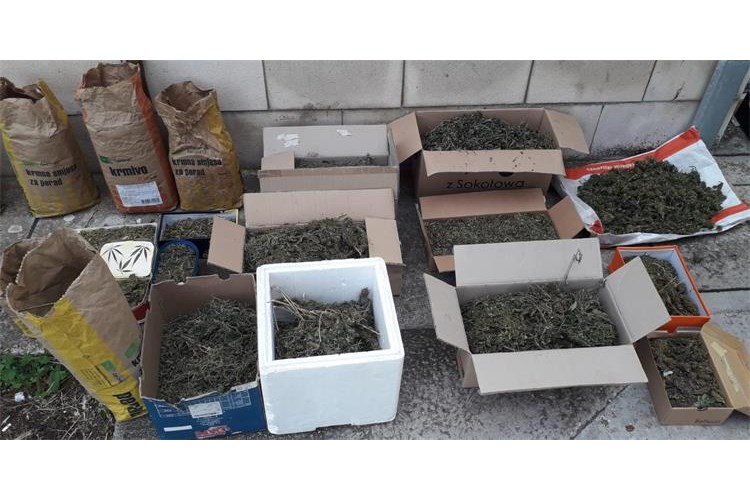 Vis 25 kg marihuane 2