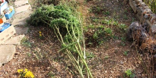 Vis 4 marihuana stabljika