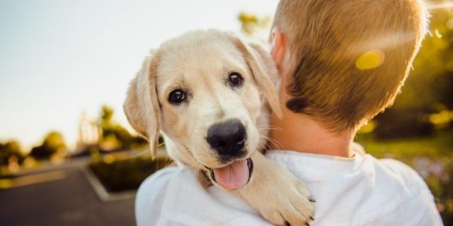 adorable-3344414_1280-696×464