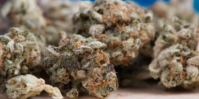 cannabis-2150543_1280-696×426