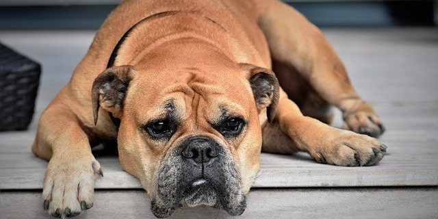 dog-2437110_640