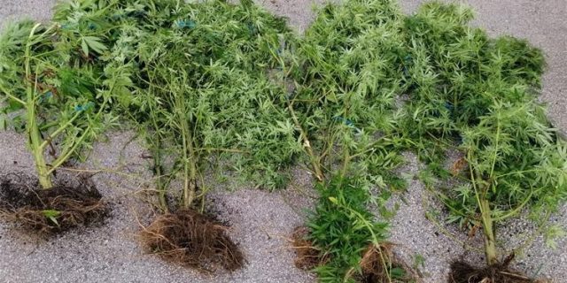 marihuana, Sinj