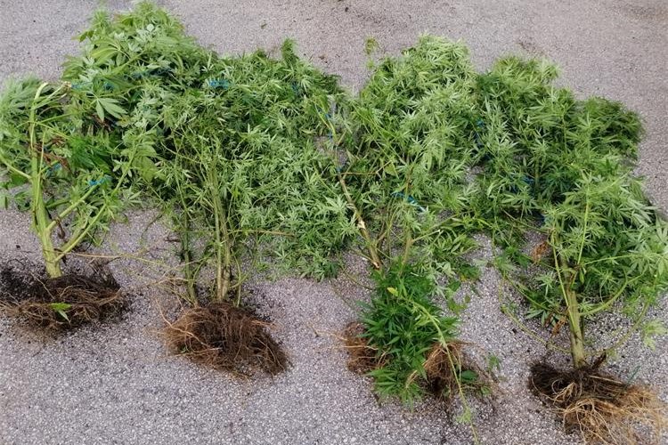 marihuana, Sinj