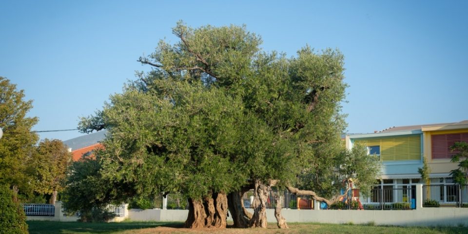 maslina