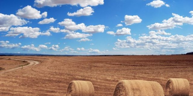 field-644440_1280-696×593