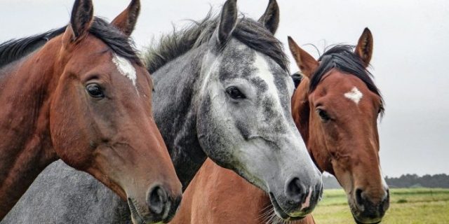 horses-1414889_1280-696×465