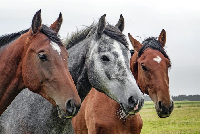 horses-1414889_1280-696×465