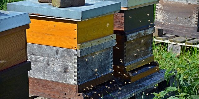bees-1578726_640