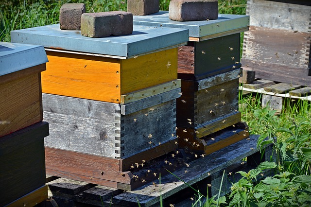 bees-1578726_640