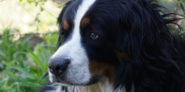 bernese-mountain-dog-4222003_1280-768×432