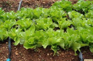 Poljoprivreda salata