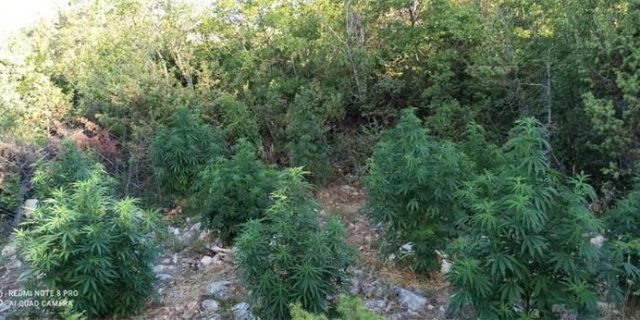 marihuana5.7.2021 (2)