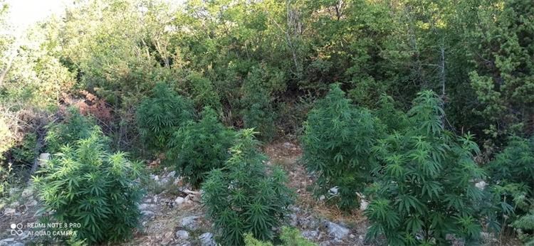 marihuana5.7.2021 (2)