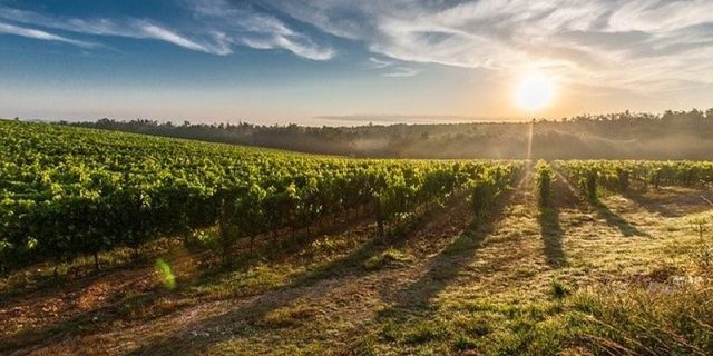 vinograd