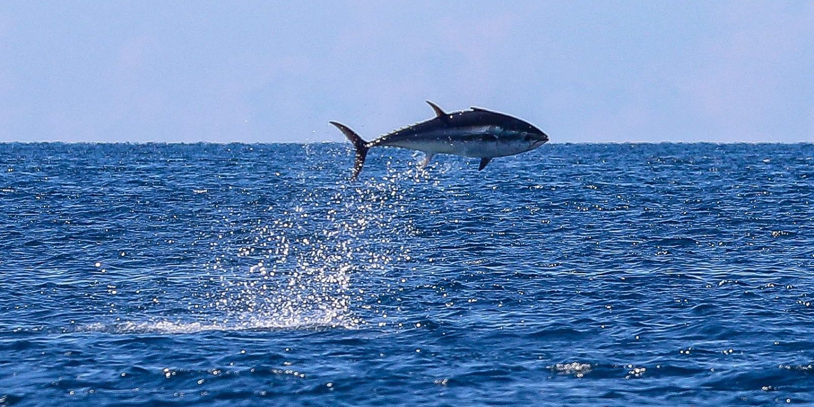 Pula: Oduševljeni kupači i šetači na Lungo mare imali su priliku gledati hranjenje tuna