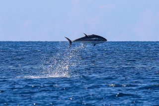 Pula: Oduševljeni kupači i šetači na Lungo mare imali su priliku gledati hranjenje tuna