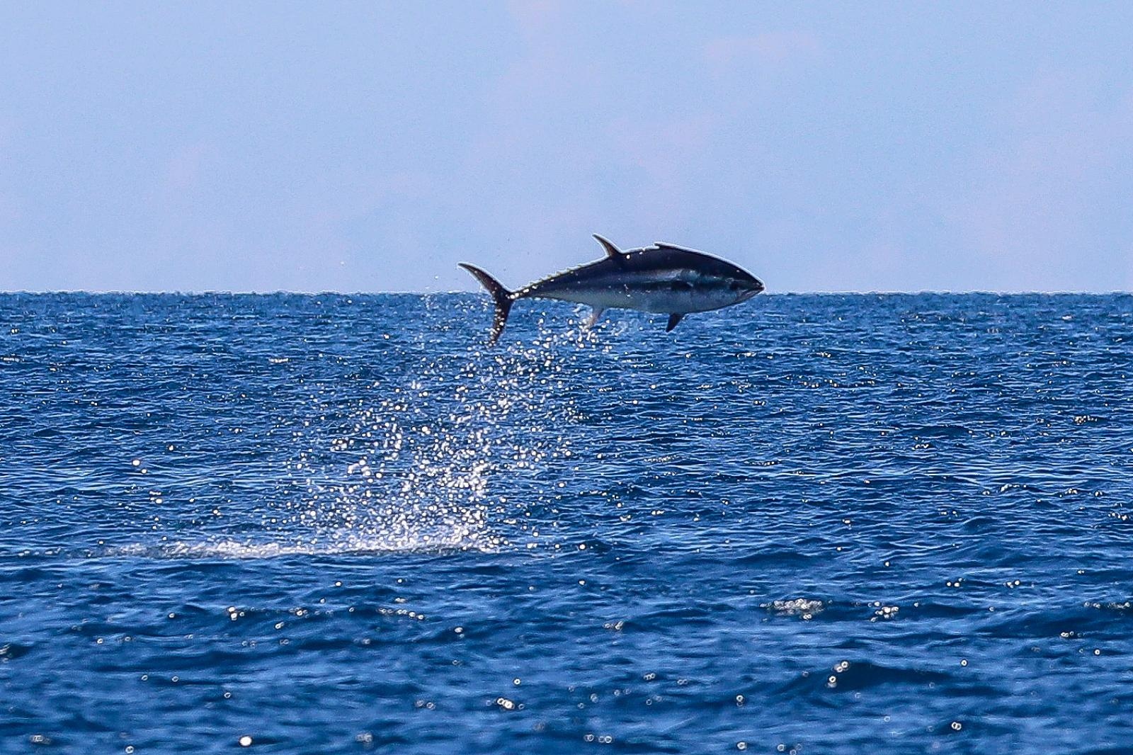 Pula: Oduševljeni kupači i šetači na Lungo mare imali su priliku gledati hranjenje tuna