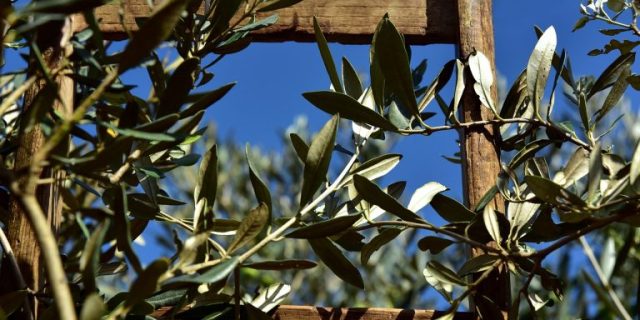 wooden-ladder-3803017_1280-768×488