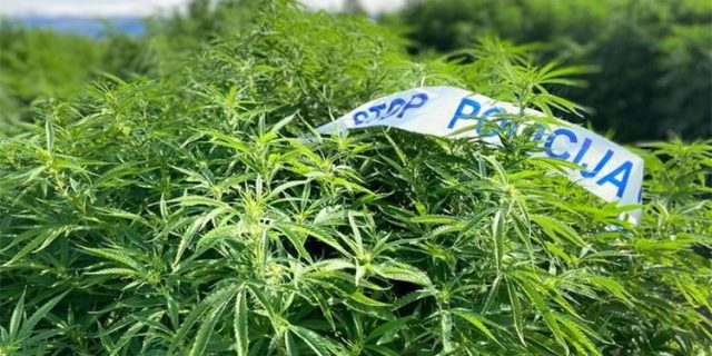 marihuana