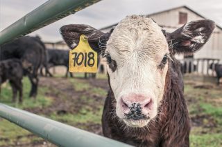 calf-362170_1280-768×512