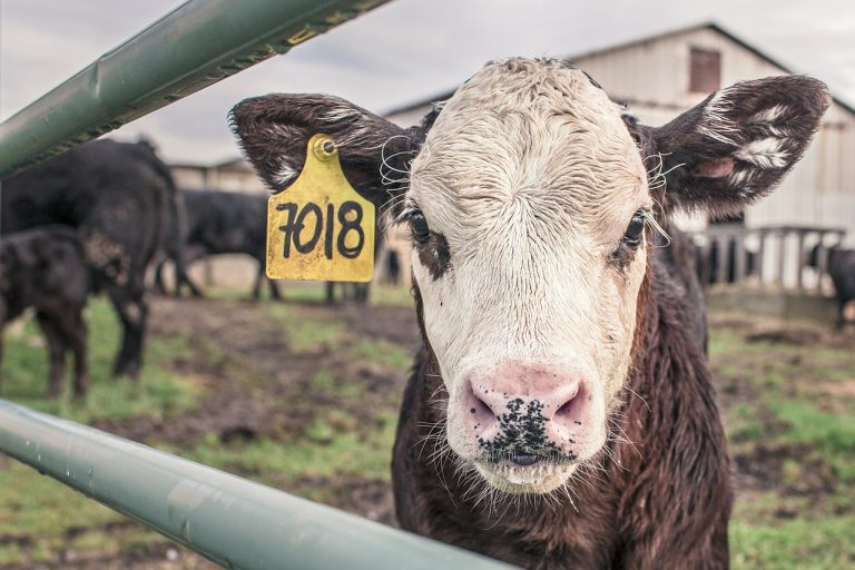 calf-362170_1280-768×512