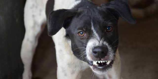 dog-5287546_1280-696×461