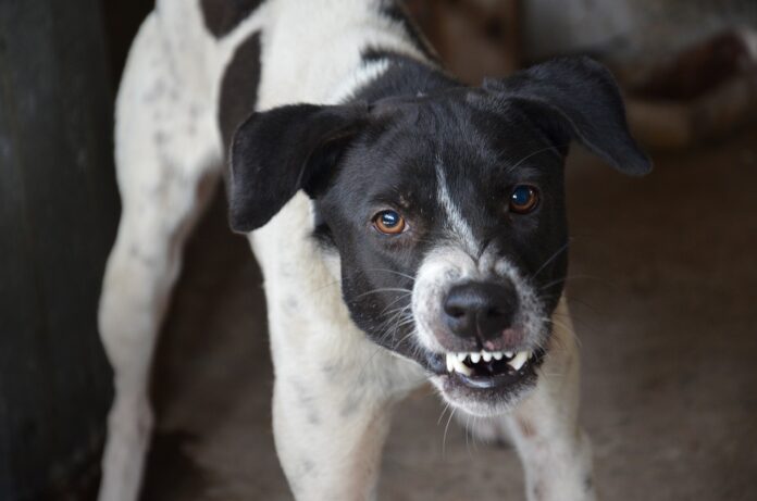 dog-5287546_1280-696×461