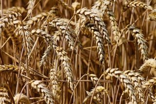 wheat-3524861_1280-696×464