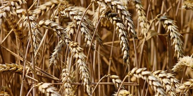 wheat-3524861_1280-696×464