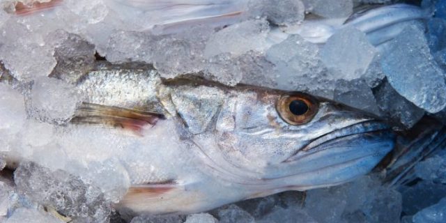 hake-g51627232b_1280-696×522