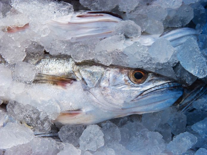 hake-g51627232b_1280-696×522