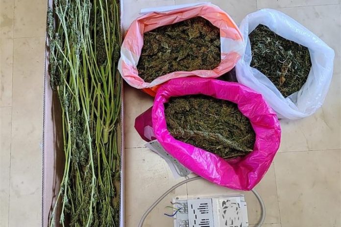 marihuana-2.5.-696×464