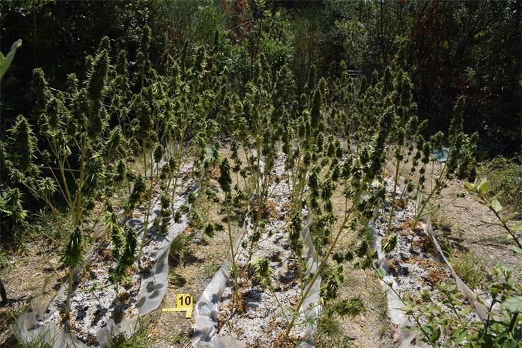 marihuana 2507