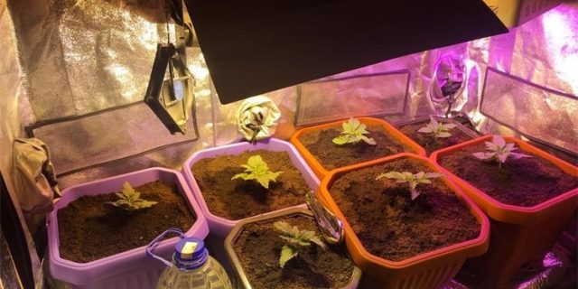 Droga stabljike uzgoj