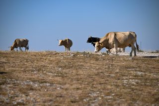 Krave na ispaši uz cestu u blizini Vrlike