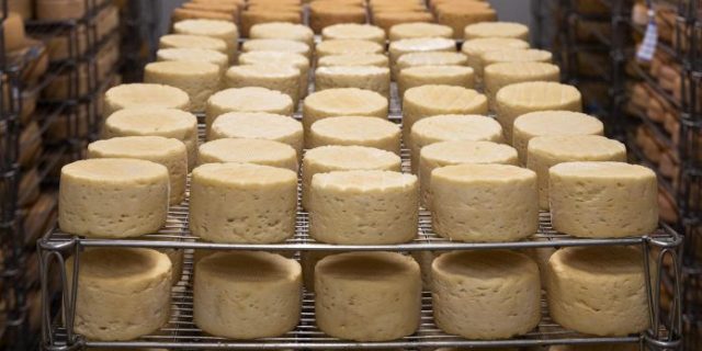 cheese-g3a3f174fe_1280-696×464